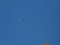 flock of birds in the clear blue sky