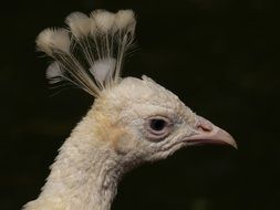 White peacock bird