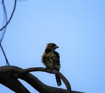 Beautiful colorful crested barbet on the branch