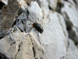 insect on stones