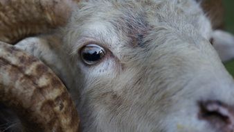 Sheep Animal Eye Livestock