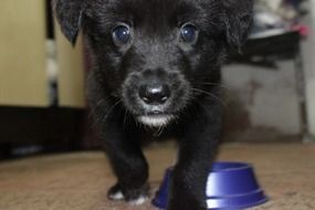 little black puppy near his bowl