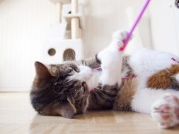 kitten playing with a toy on the floor