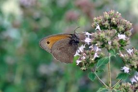 filigree butterfly on the flower