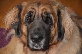 Leonberger doggie