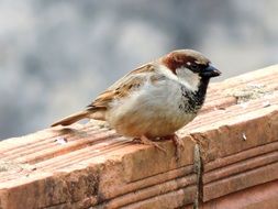 Sparrow Bird In Muro