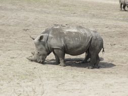 White Rhino in the wildlife