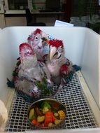 breeding tropical parrots