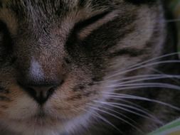 portrait of whiskered face of a cat