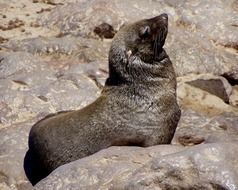 fur seal stands on stones