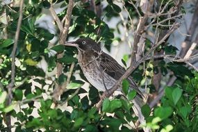 pearl bird on a tree