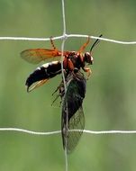 Cicada Killer Wasp