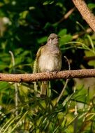 Brown Honeyeater Bird on branch close-up on blurred background