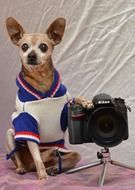 Colorful dressed dog near the camera on white background