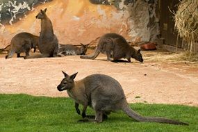 wild Kangaroos in a zoo