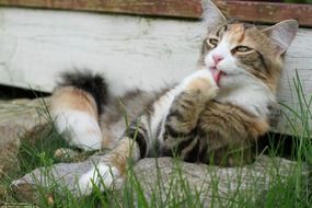 paw licking