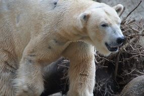 polar bear is a big dangerous predator
