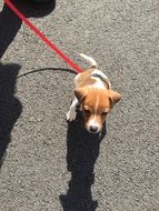 Walkies Dog