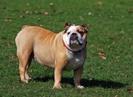 English Bulldog on the lawn