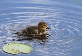 Duck Cub