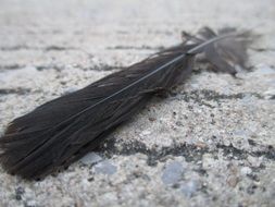 black feather on the ground