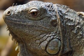 Portrait of the Iguana Face