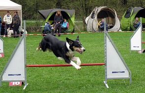 Hundesport Dogs