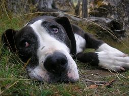 staffordshire bull terrier from the family of terriers