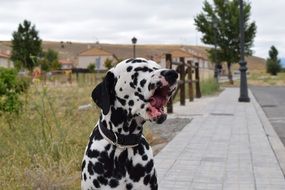 dalmatians yawns
