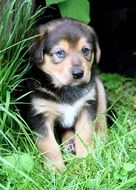 Cute puppy in nature