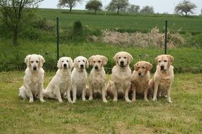 golden retrievers