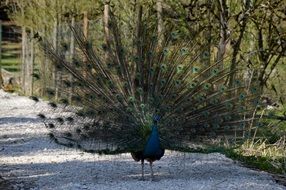 Peacock with open tail on the asphalt road