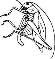 drawn katydid