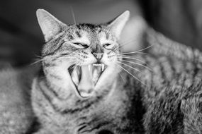 black and white photo of domestic cats