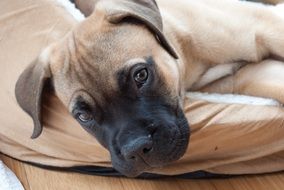 beautiful and cute Dog Mastiff