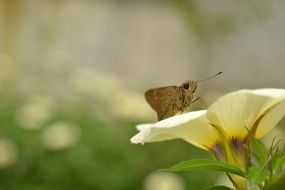 Macro photo of Butterfly on a yellow flower