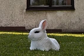 white rabbit on a green lawn