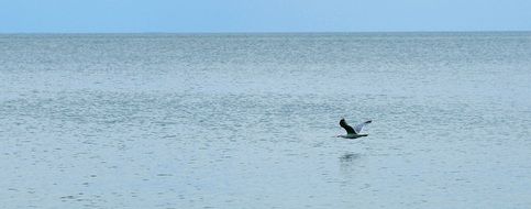 bird in flight over water