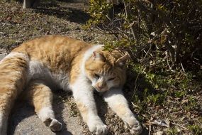 red cat relaxes on the street