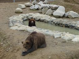 a pair of bears in the zoo