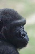 Close-up of the head of the gorilla