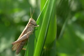 grasshopper or tettigonia viridissima