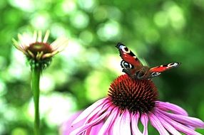 Peacock butterfly on purple flower