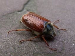 Krabbeltier Brown bug