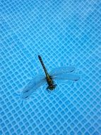 dragonfly on a blue background