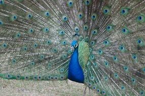 posing elegant peacock