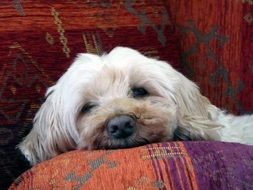 dog on soft pillows