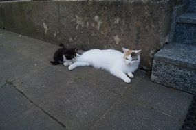 domestic cat with small kitten