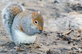 gray-brown squirrel in the park