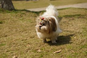 positive dog in the meadow